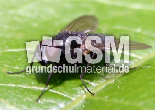 Stubenfliege-2.jpg